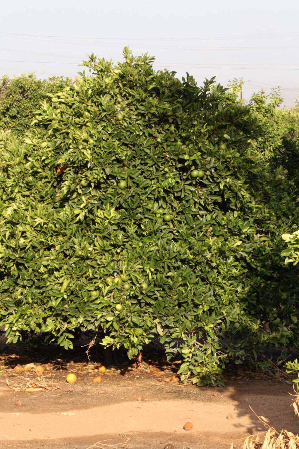            Habit (Riverside, CA)   